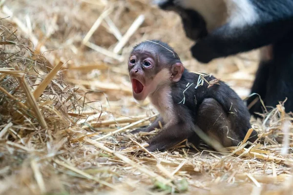 Closeup Shot Baby Monkey Its Parent Dry Grass — Stock Photo, Image