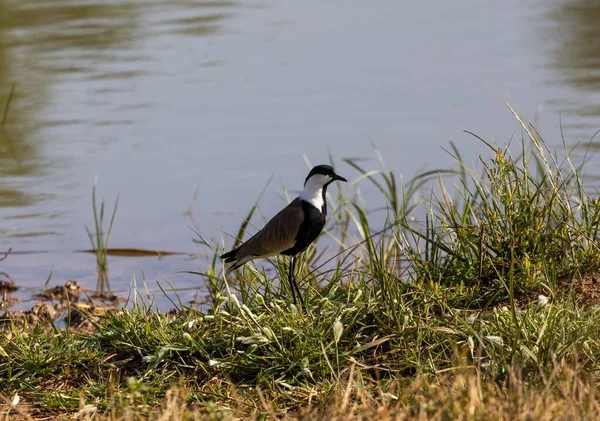 Primer Plano Del Lapwing Con Alas Espolón Vanellus Spinosus Orilla — Foto de Stock