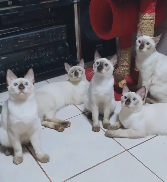 Echa Vistazo Los Gatos Más Lindos Nunca Gusta Acariciar Amarlos — Foto de Stock