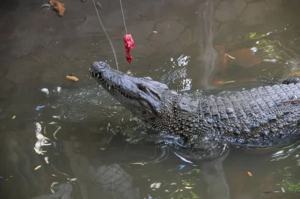 Adult Dangerous Crocodile Green Water River — Stock Photo, Image