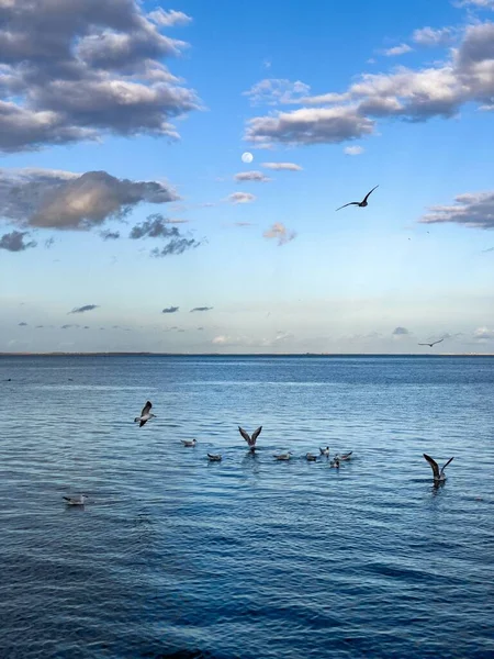Flock Seagull Birds Fly Sea — Stockfoto