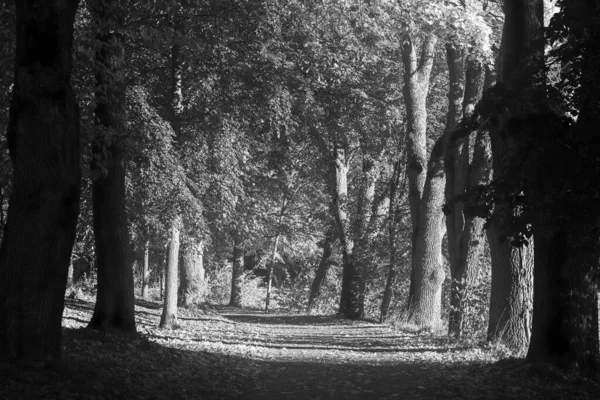 Cliché Vintage Niveaux Gris Sentier Entre Les Arbres Pendant Journée — Photo