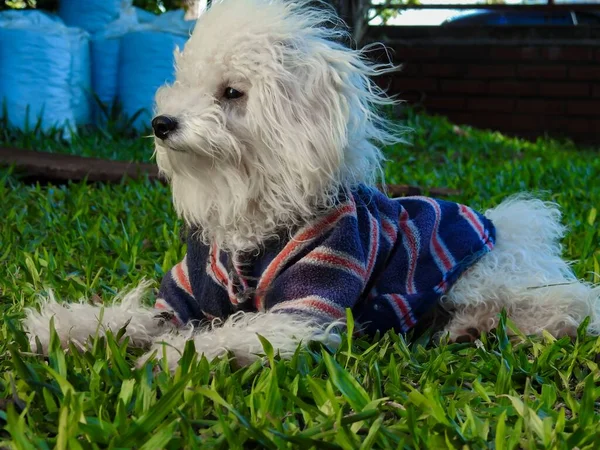 晴れた日に畑でかわいい犬のクローズアップ — ストック写真