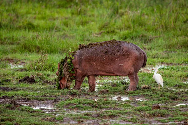 Hipopótamo Con Flores Una Garza Blanca Campo Kenia —  Fotos de Stock