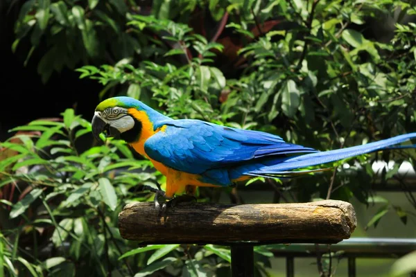 Modré Žluté Macaw Parku Slunečného Dne — Stock fotografie