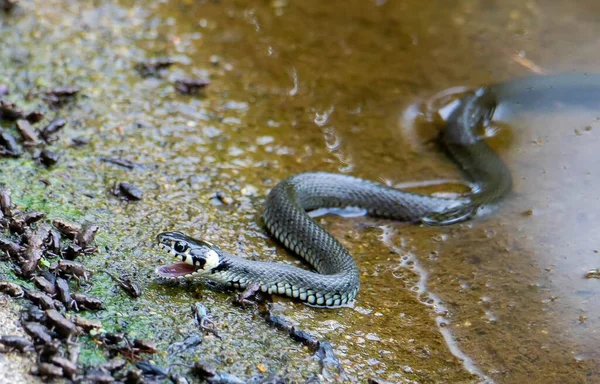 Een Close Met Een Natrix Natrix Slang Grasslang Natuur Reptiel — Stockfoto