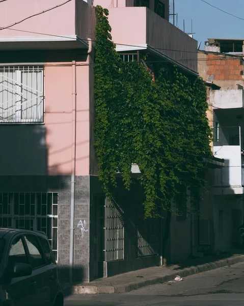 Tiro Vertical Uma Varanda Edifício Rosa Coberto Com Uma Planta — Fotografia de Stock