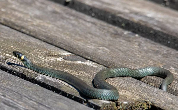 Primer Plano Con Una Serpiente Natrix Natrix Serpiente Hierba Naturaleza — Foto de Stock