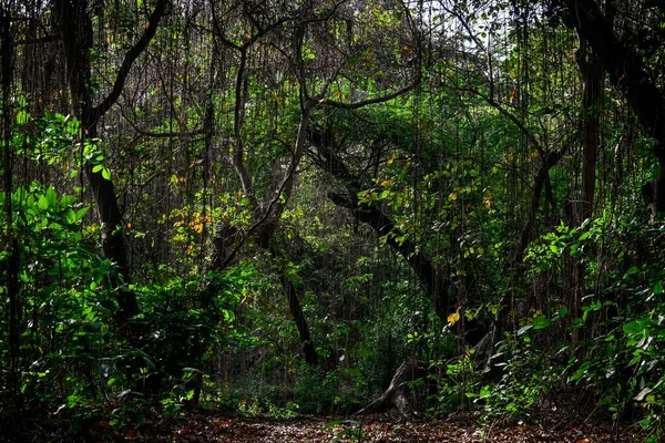 Uma Vista Panorâmica Densas Árvores Verdes Plantas Uma Floresta Índia — Fotografia de Stock