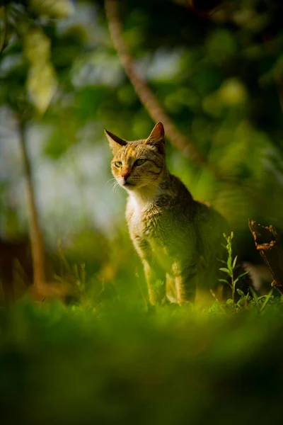 Tiro Foco Seletivo Vertical Adorável Gato Tabby Parque — Fotografia de Stock