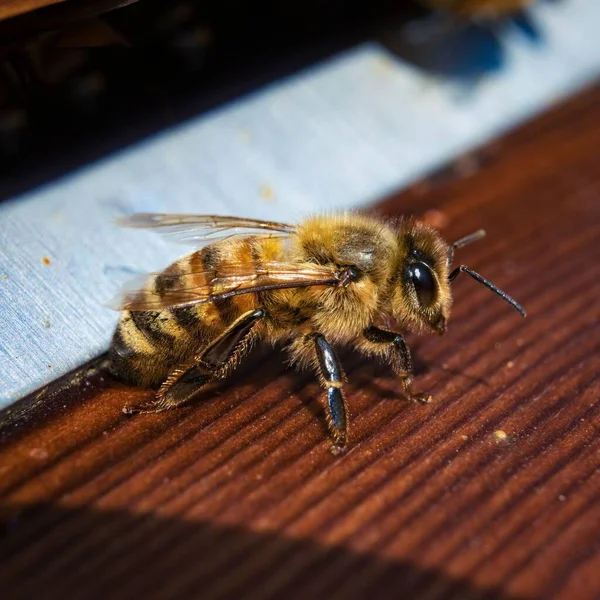 Zbliżenie Ujęcia Puszystej Pszczoły Drewnianej Powierzchni — Zdjęcie stockowe