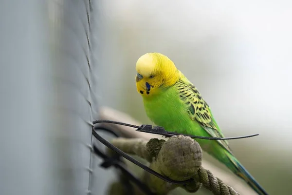 Papagaio Com Penas Verdes Pretas Uma Cabeça Amarela Empoleirada Fio — Fotografia de Stock