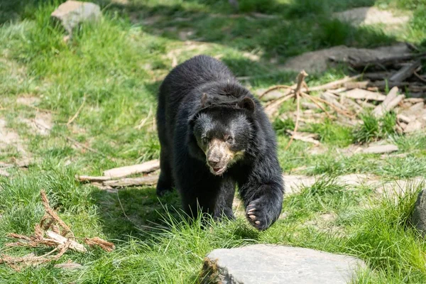 春天的时候 一只可爱的眼镜熊环顾四周 在动物园里散步 — 图库照片