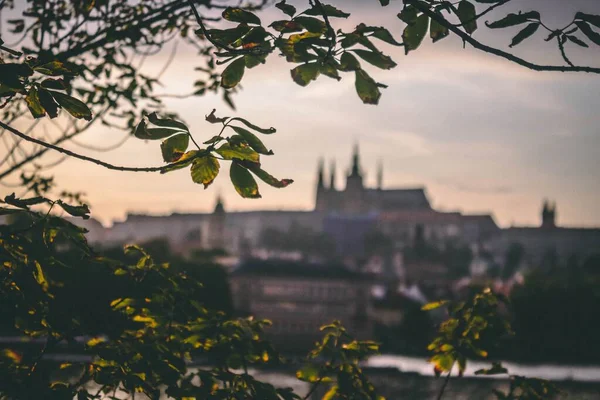 Prag Kalesi Nin Bulanık Arka Planına Karşı Ağaç Dalları Çek — Stok fotoğraf