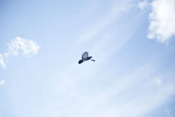 Låg Vinkel Skott Duva Flygning — Stockfoto