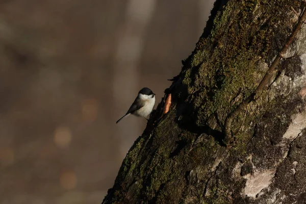 Beautiful Shot Cute Willow Tit Tree Trunk — 图库照片