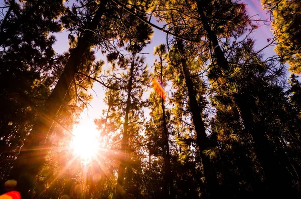 Schöne Morgenszene Wald Auf Teneriffa — Stockfoto
