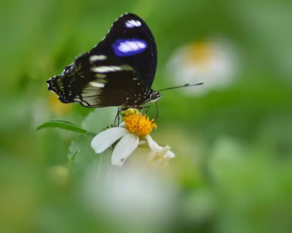 Крупный План Бабочки Черными Крыльями Сидящей Цветке Размытом Фоне — стоковое фото