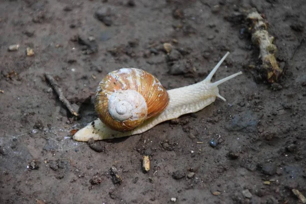 Closeup Snail Crawling Ground — Stock Photo, Image