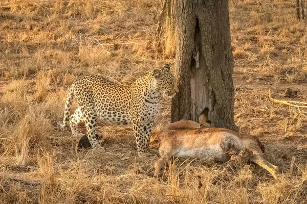 南アフリカのインパラ殺害の隣に立っているヒョウの閉鎖 サファリ — ストック写真