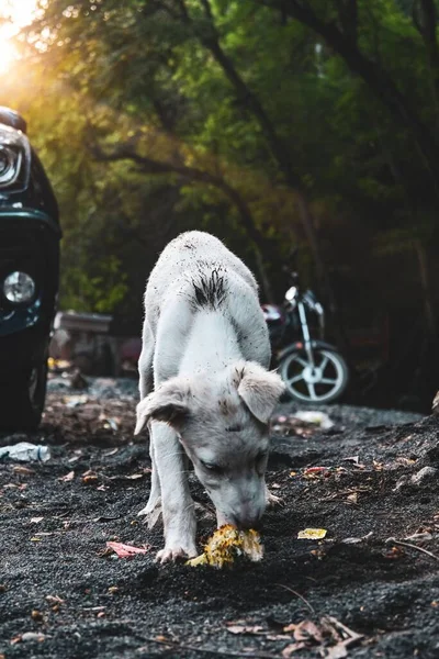 Вертикальный Снимок Белой Бродячей Собаки Нюхающей Желтый Лист Зеленых Деревьях — стоковое фото