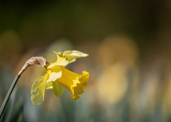 Foyer Doux Une Jonquille Jaune Pleine Floraison Dans Champ — Photo