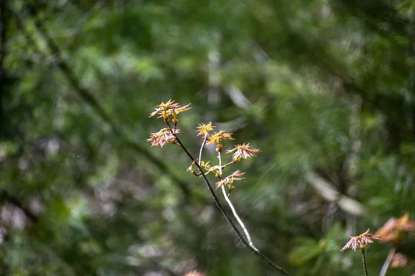 晴れた日にぼやけた庭の背景に開花カエデの枝の選択的な焦点ショット — ストック写真