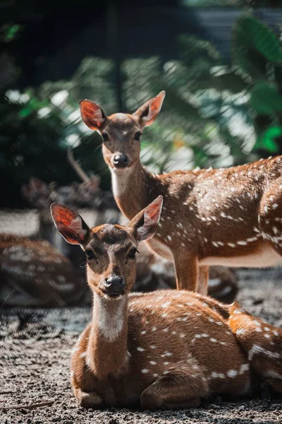 Plan Vertical Deux Beaux Cerfs Dans Leur Habitat — Photo