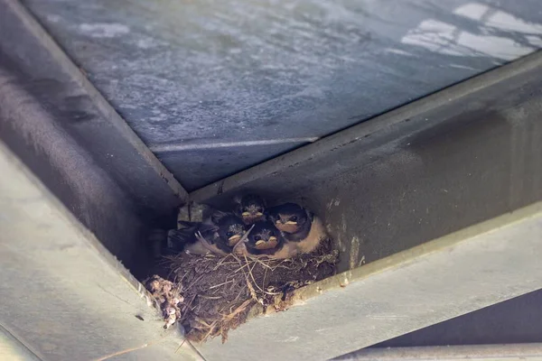 Flock Young Swallows Birds Nest Metal Surface — Stock Photo, Image