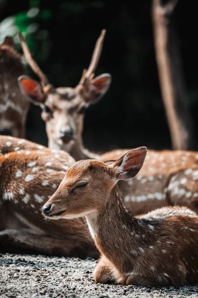 两只美丽的鹿在它们栖息地的垂直镜头 — 图库照片