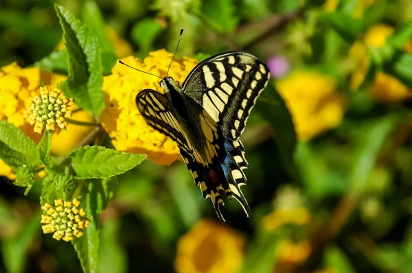 Mariposa Monarca Danaus Plexippus Flores Jardín Amarillo Durante Migración Otoño — Foto de Stock