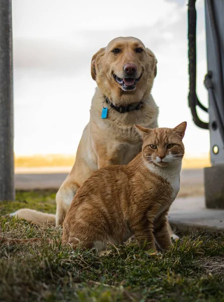 Vertical Shot Tabby Cat Golden Retriever Sitting Next Each Other — Stock Photo, Image