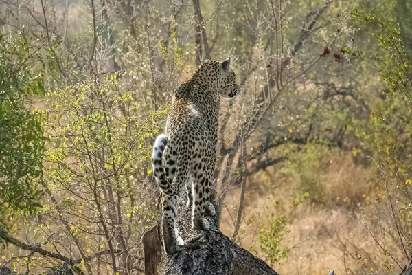 Vista Trasera Leopardo Parado Sobre Una Roca Sudáfrica Safari — Foto de Stock