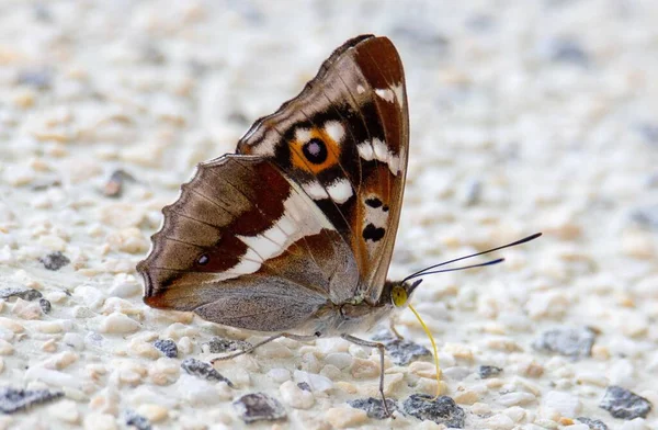 Close Com Uma Borboleta Apatura Íris Parede Emperior Roxo — Fotografia de Stock