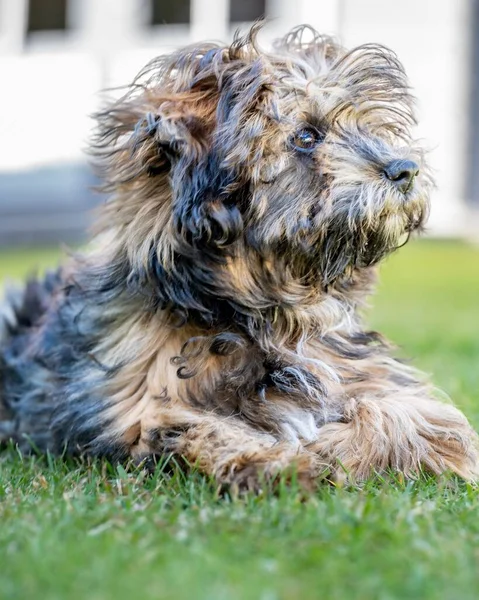 Primer Plano Vertical Adorable Esponjoso Perro Terrier Tibetano — Foto de Stock