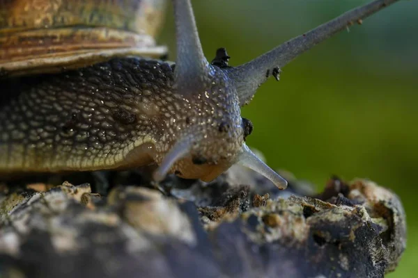 Detailní Záběr Šneka Plazícího Kmeni Stromu — Stock fotografie