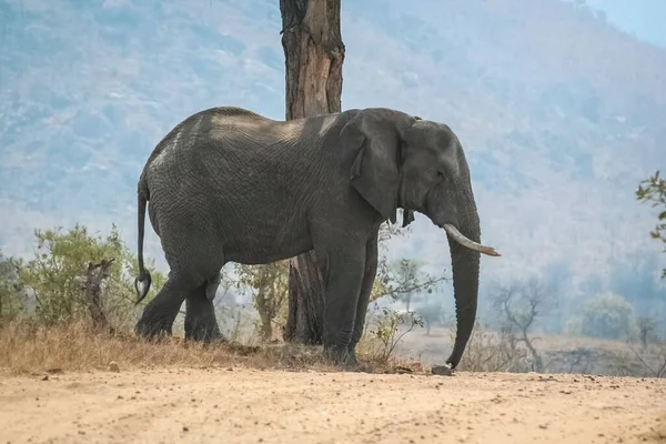 Gros Plan Éléphant Marchant Afrique Sud Safari — Photo