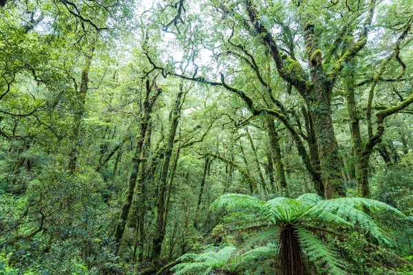 Weelderige Groene Vegetatie Jungle South Island Nieuw Zeeland — Stockfoto