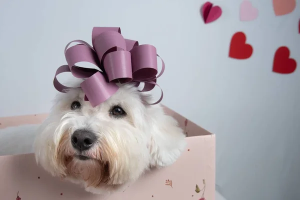 Cute Coton Tulear Dog Purple Bow Gift Box White Background — Stock Photo, Image