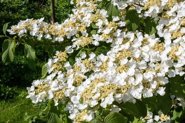 Les Fleurs Blanches Japonaises Boule Neige Dans Jardin — Photo