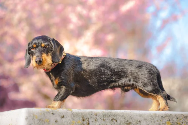 Primer Plano Dachshund Pie Sobre Una Superficie Piedra —  Fotos de Stock