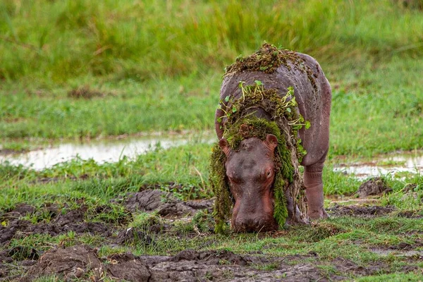 Hipopótamo Com Flores Pastando Gramíneas Verdes Campo Quênia — Fotografia de Stock