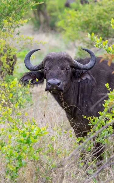 南非东北部克鲁格国家公园的一只水牛 — 图库照片