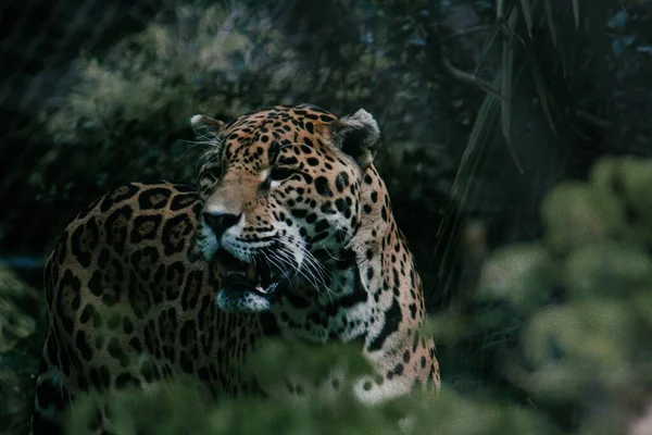 Onça Pintada Panthera Onca Floresta — Fotografia de Stock