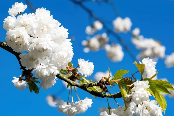 Zbliżenie Wiśniowego Drzewa Kwiat Przeciw Błękitnego Nieba Tło — Zdjęcie stockowe