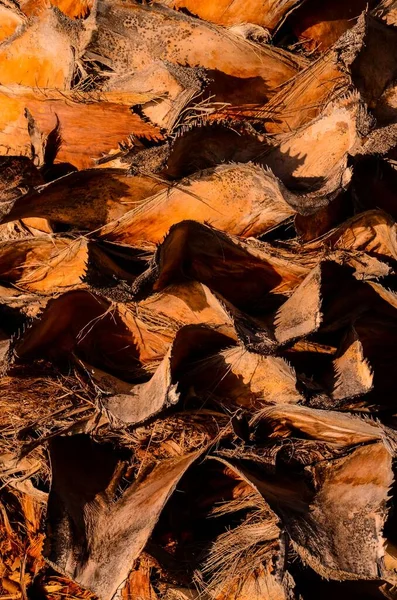 Macro Palm Tree Trunk Texture Background — Stock Photo, Image