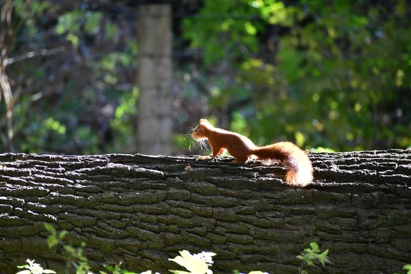 Ein Rotes Eichhörnchen Auf Einem Rauen Ast Garten Mit Sonnenlicht — Stockfoto