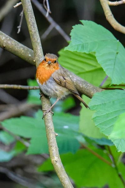 Petit Oiseau Coloré Sur Une Branche Avec Fond Flou — Photo