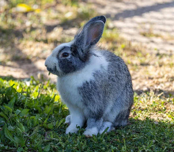 一只毛茸茸的可爱兔子吃草的特写镜头 — 图库照片