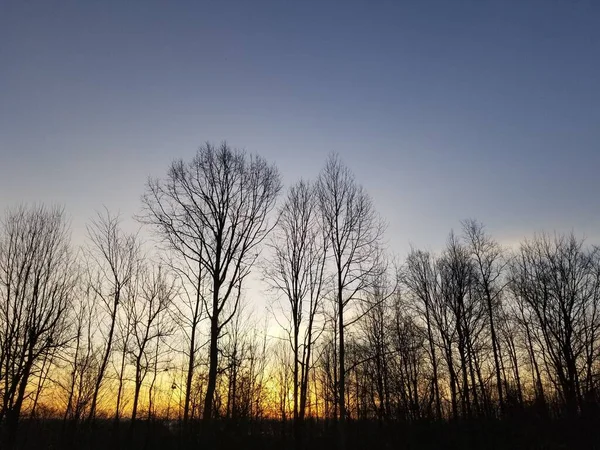 Tiro Ângulo Baixo Uma Bela Floresta Outono Durante Pôr Sol — Fotografia de Stock
